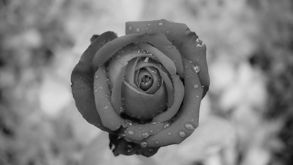 Фотографія Троянда в крапельках дощу / Олександр / photographers.ua