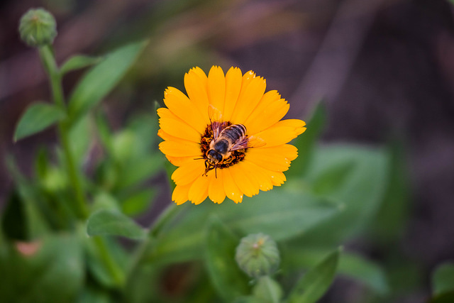 Фотографія Бджілка на квітці / Олександр / photographers.ua