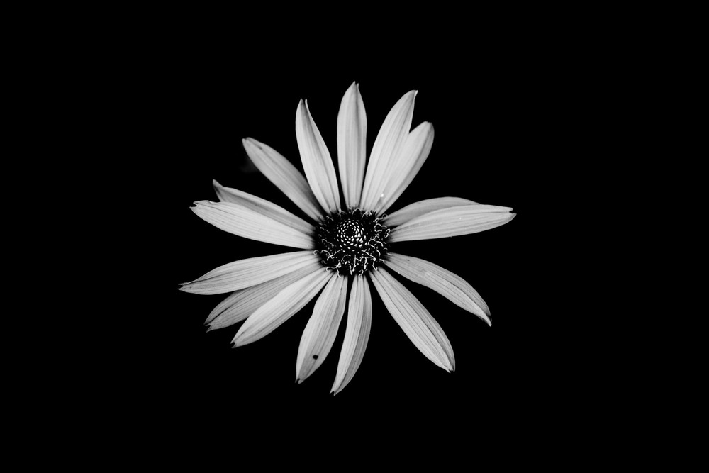 Фотографія Квітка на чорно-білому фоні / Олександр / photographers.ua