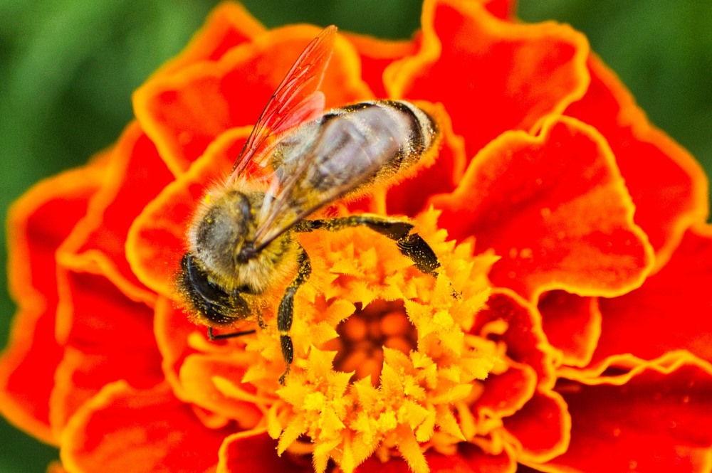 Фотографія Бджілка на чорнобривці # / Олександр / photographers.ua