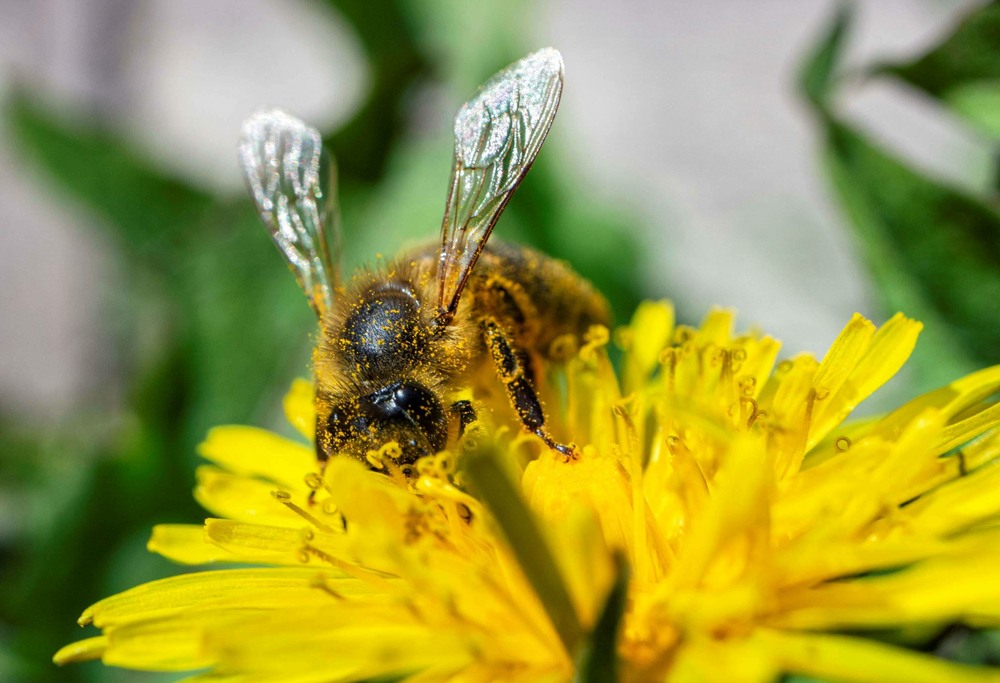 Фотографія Бджілка збирає пилок / Олександр / photographers.ua