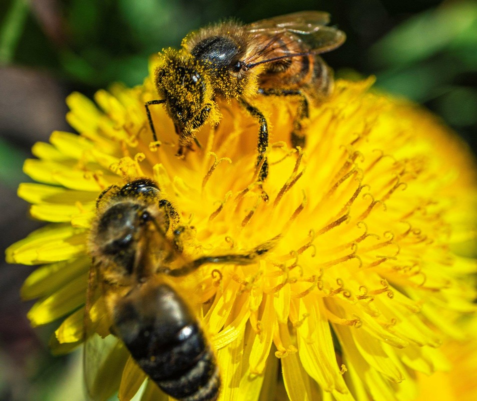 Фотографія Дві бджілки збирають пилок / Олександр / photographers.ua