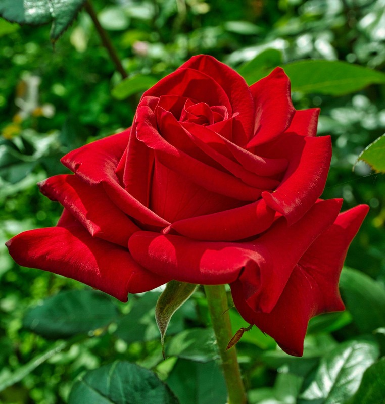 Фотографія Червона троянда / Олександр / photographers.ua