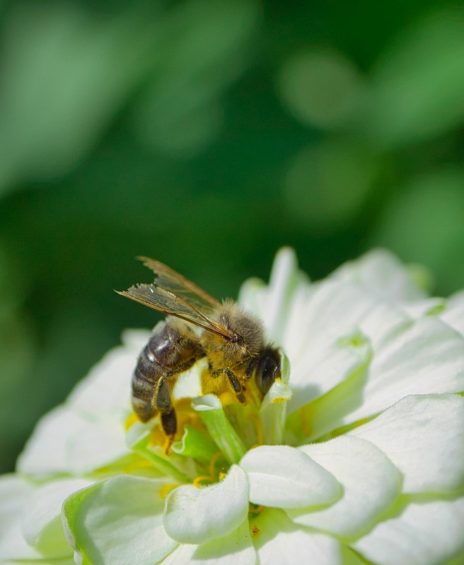 Фотографія Бджілка з пошкодженими крилами / Олександр / photographers.ua