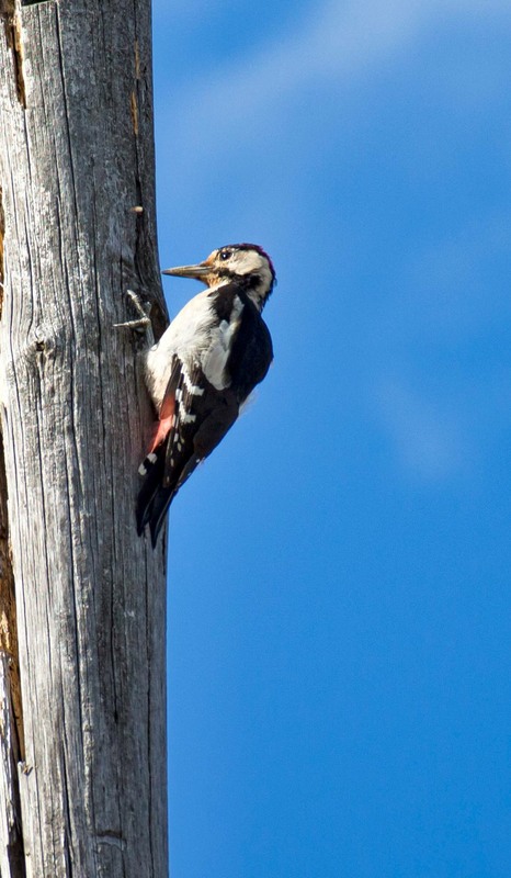 Фотографія Дятел сирійський (Syrian woodpecker) / Олександр / photographers.ua