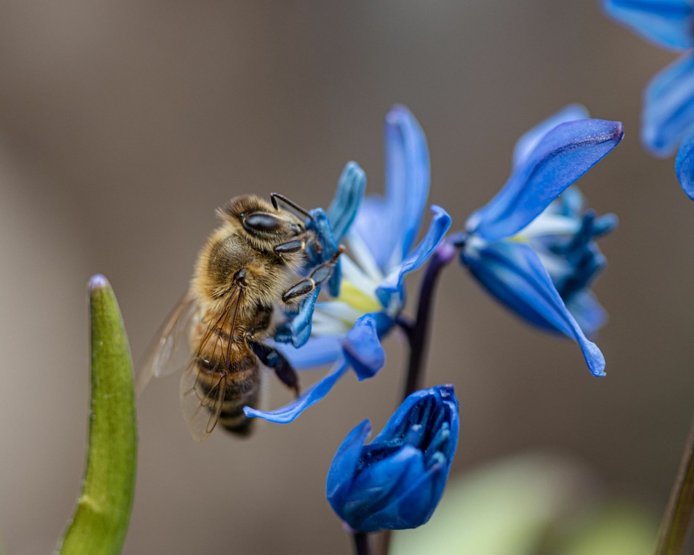 Фотографія Бджілка та пролісок (продовження) / Олександр / photographers.ua