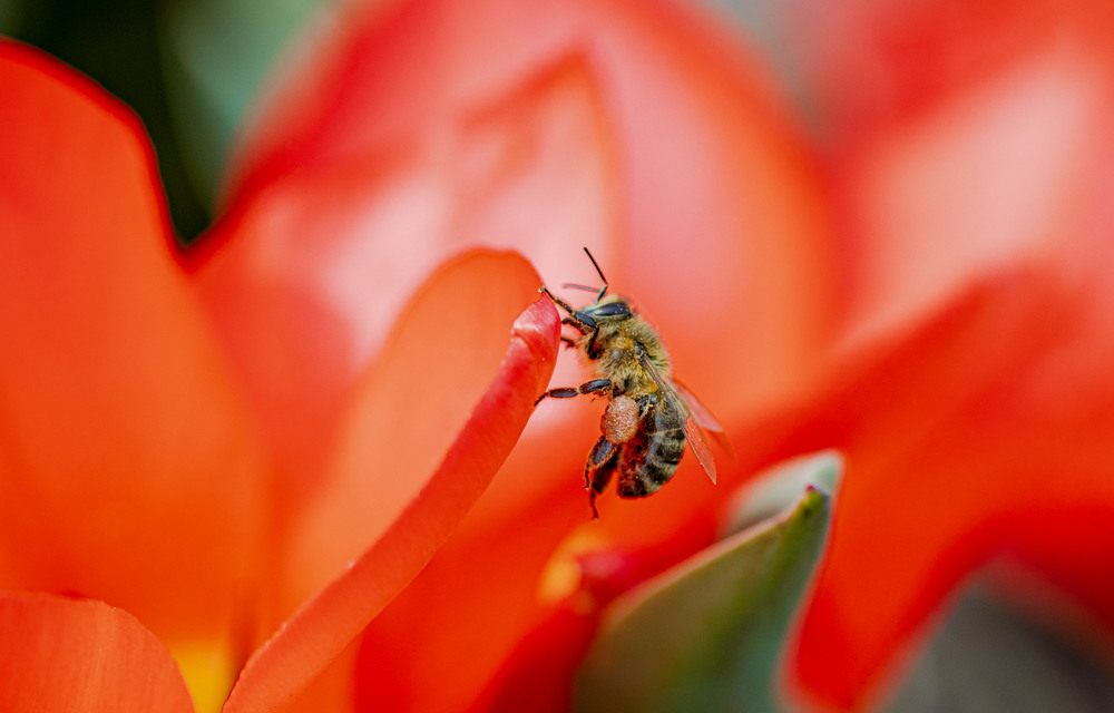 Фотографія Бджілка на тюльпанах / Олександр / photographers.ua