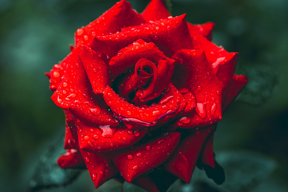Фотографія червона троянда після дощу / Олександр / photographers.ua