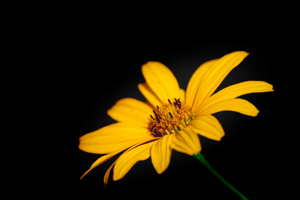 Фотографія Жовта квітка / Олександр / photographers.ua