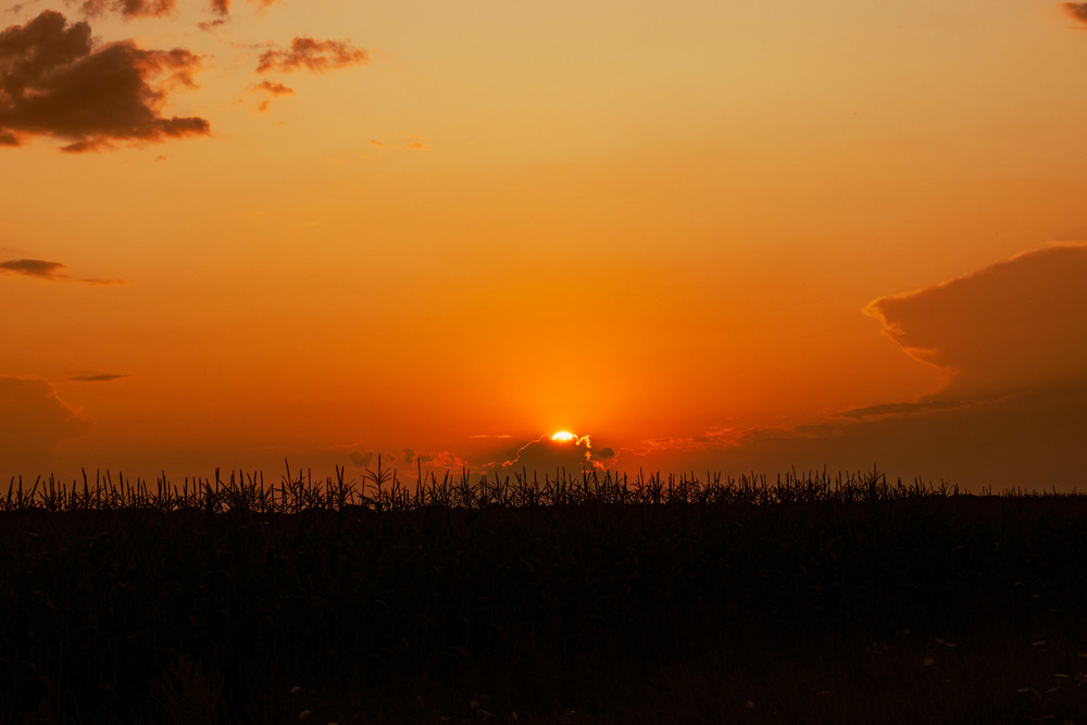 Фотографія Захід сонця над кукурудзяним полем / Олександр / photographers.ua