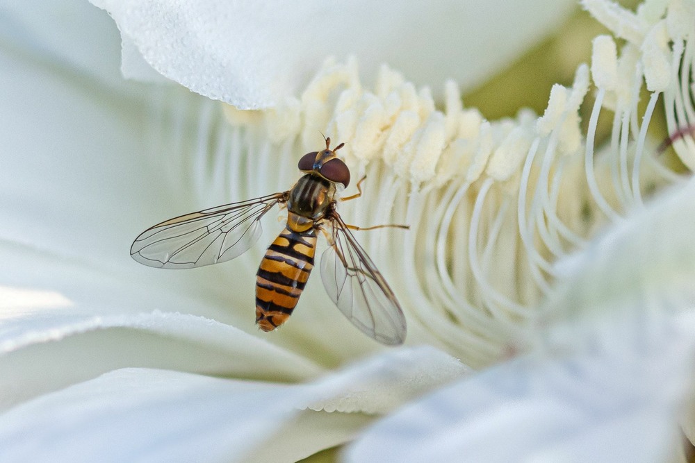 Фотографія Мармеладна муха / Олександр / photographers.ua