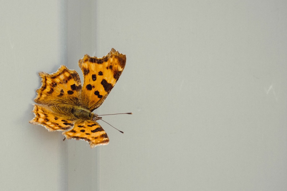 Фотографія Щербатка c-біле / Олександр / photographers.ua