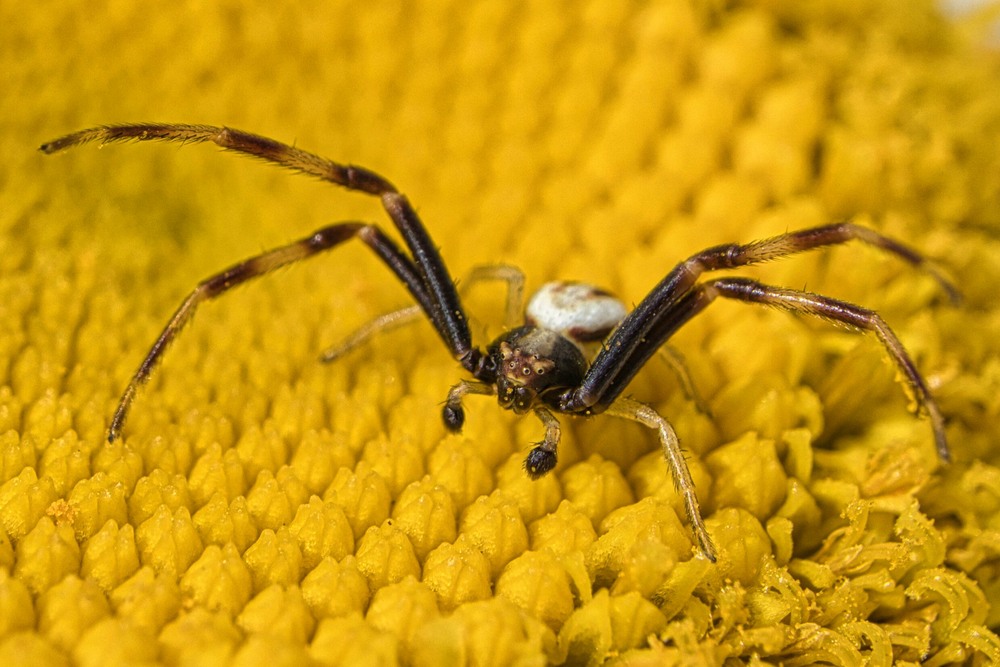 Фотографія Квітковий павук / Олександр / photographers.ua