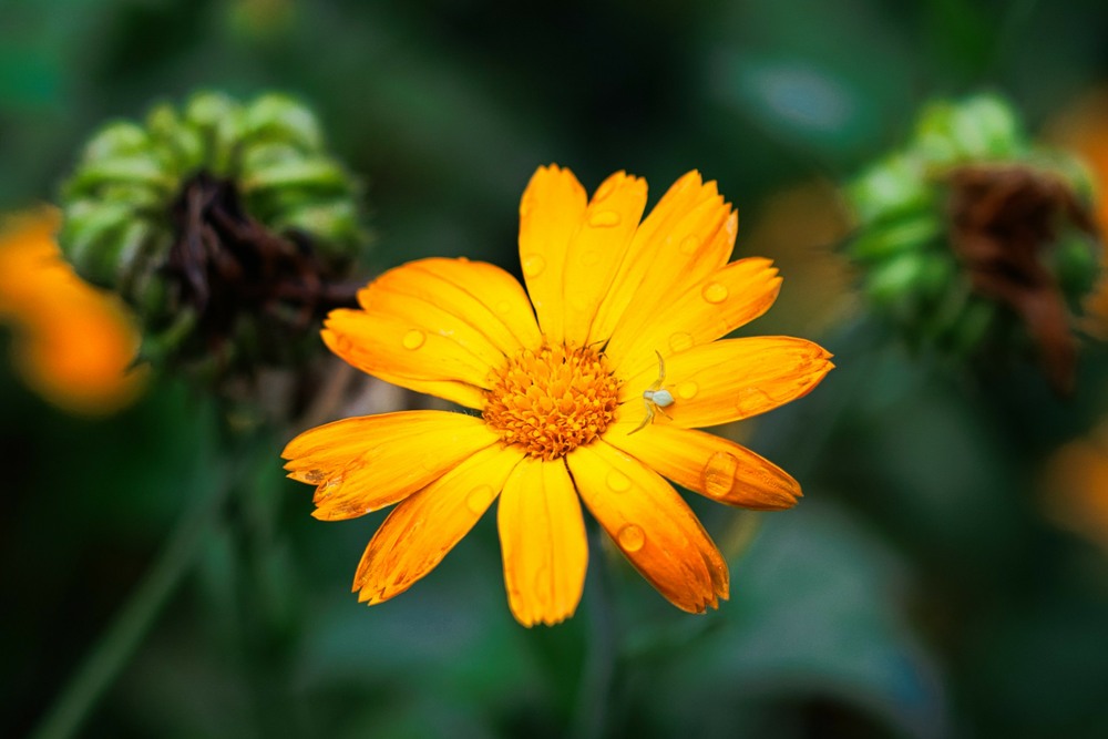 Фотографія Квітковий павук на квітці / Олександр / photographers.ua