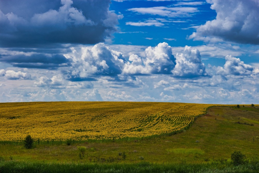 Фотографія Соняшникове поле / Олександр / photographers.ua