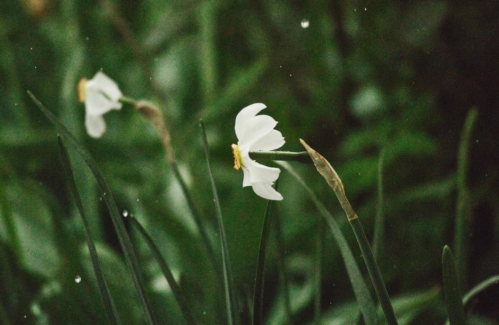 Фотографія Нарцис під час дощу / Олександр / photographers.ua