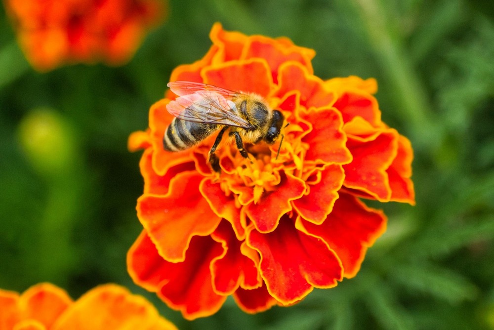 Фотографія Бджілка на чорнобривці / Олександр / photographers.ua