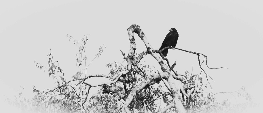 Фотографія Ворона на дереві / Олександр / photographers.ua