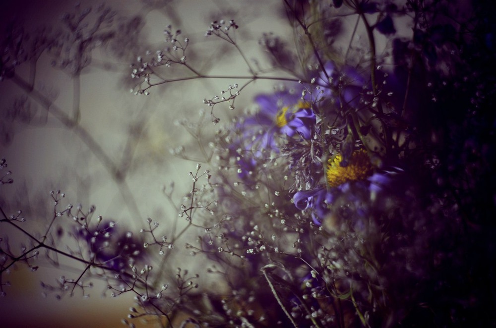 Фотографія Wildflowers wallpaper for desktop / Алиса Шепард / photographers.ua
