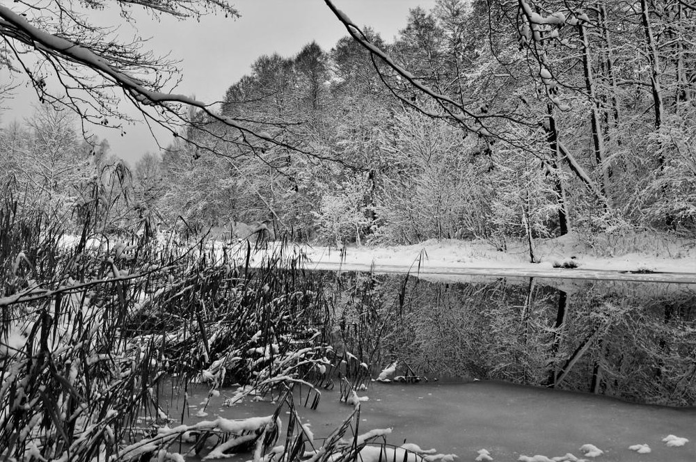 Фотографія Чорно-біла зима / Elek Trik / photographers.ua