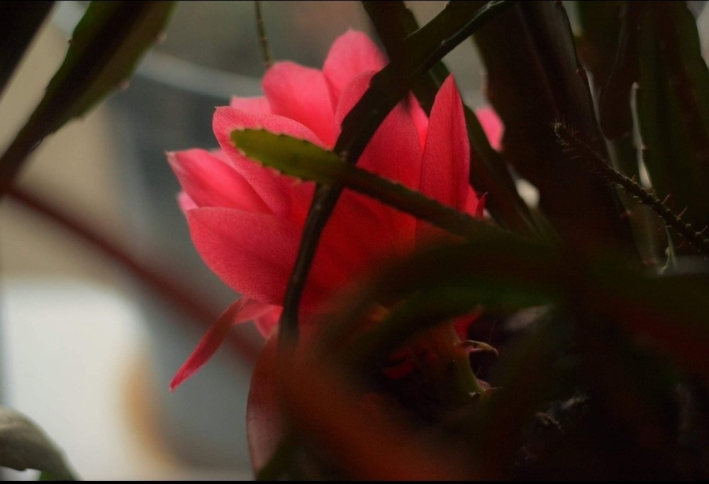 Фотографія Рожевий вогник на вікні... / Marina Sychova / photographers.ua
