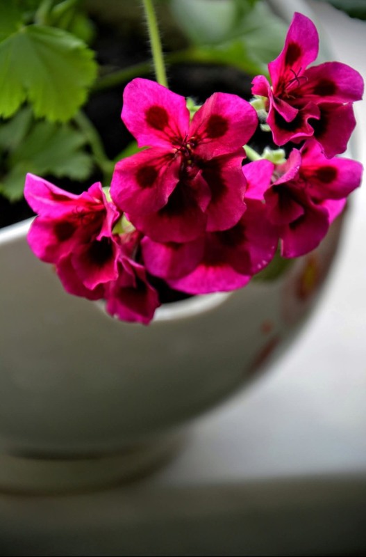 Фотографія Герань / Marina Sychova / photographers.ua