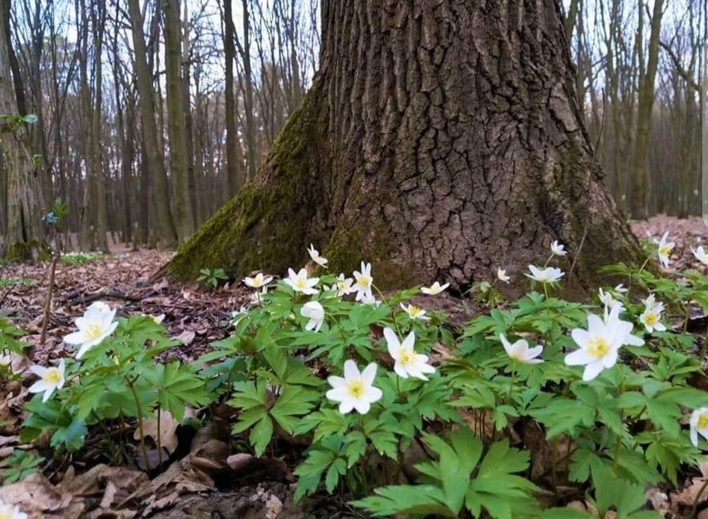 Фотографія Анемони / Marina Sychova / photographers.ua