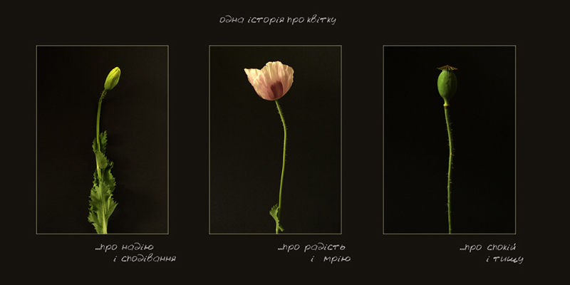 Фотографія Одна історія про квітку / Mirka (Мирослава Дмытрив) / photographers.ua