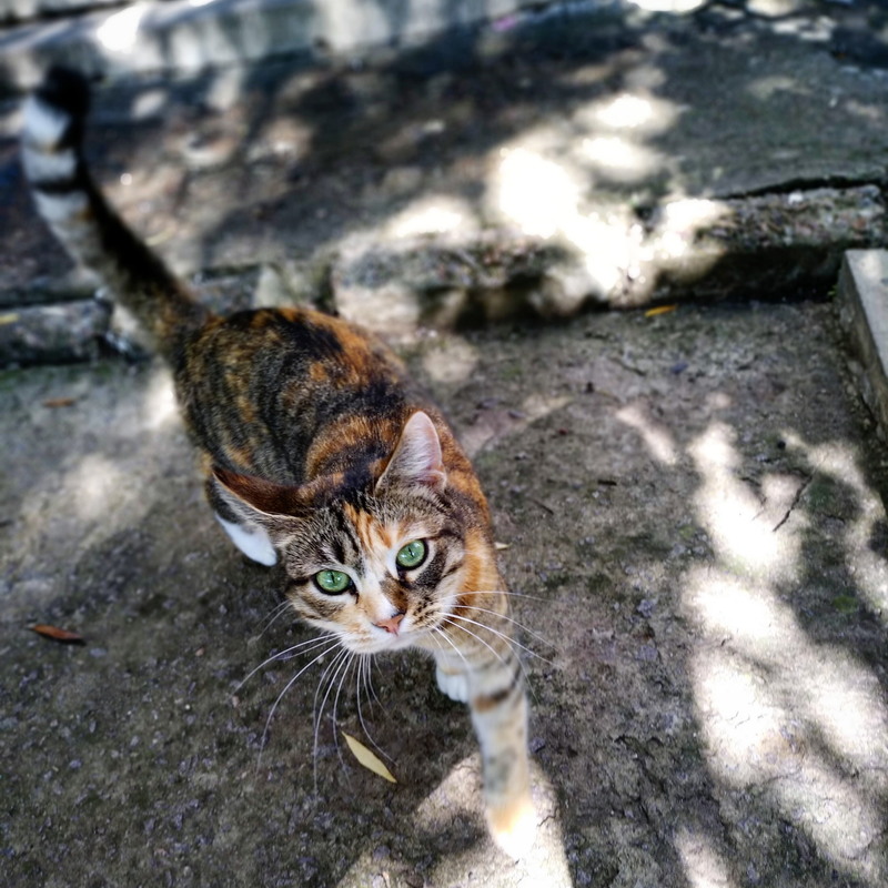 Фотографія Четырехцветный. Учитывая глаза / Андрей Гредин / photographers.ua