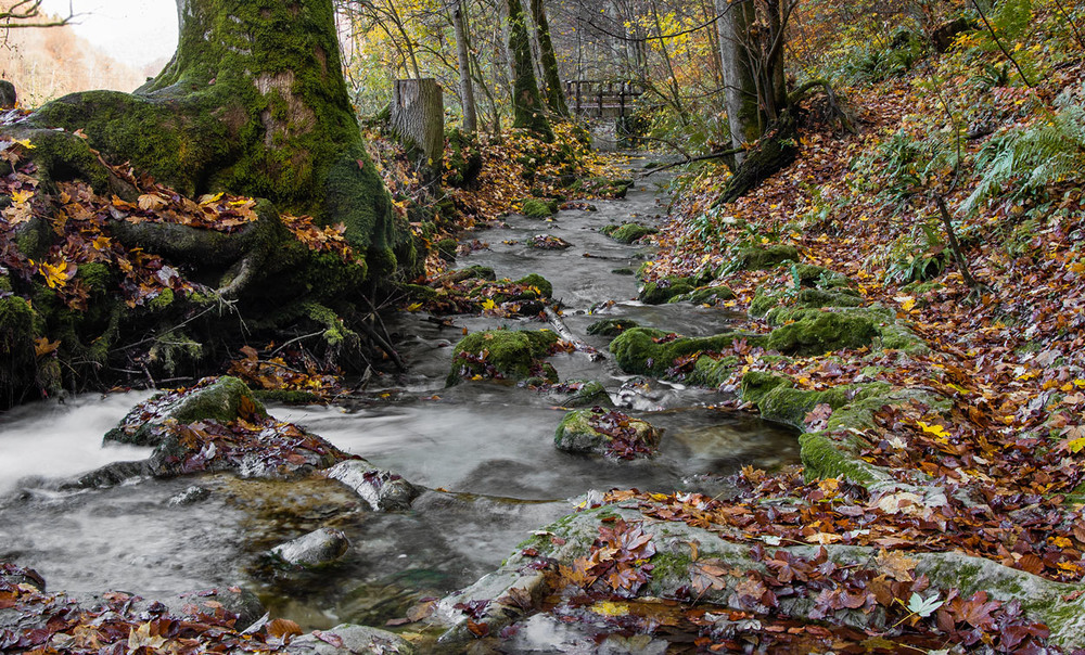 Фотографія Осенний ручей / Eduard Kessler / photographers.ua
