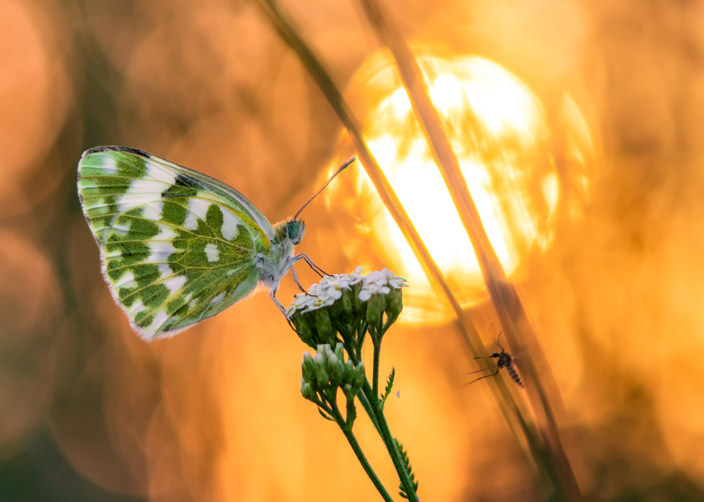Фотографія Про Солнце, бабочку и комара / fotOgiros / photographers.ua