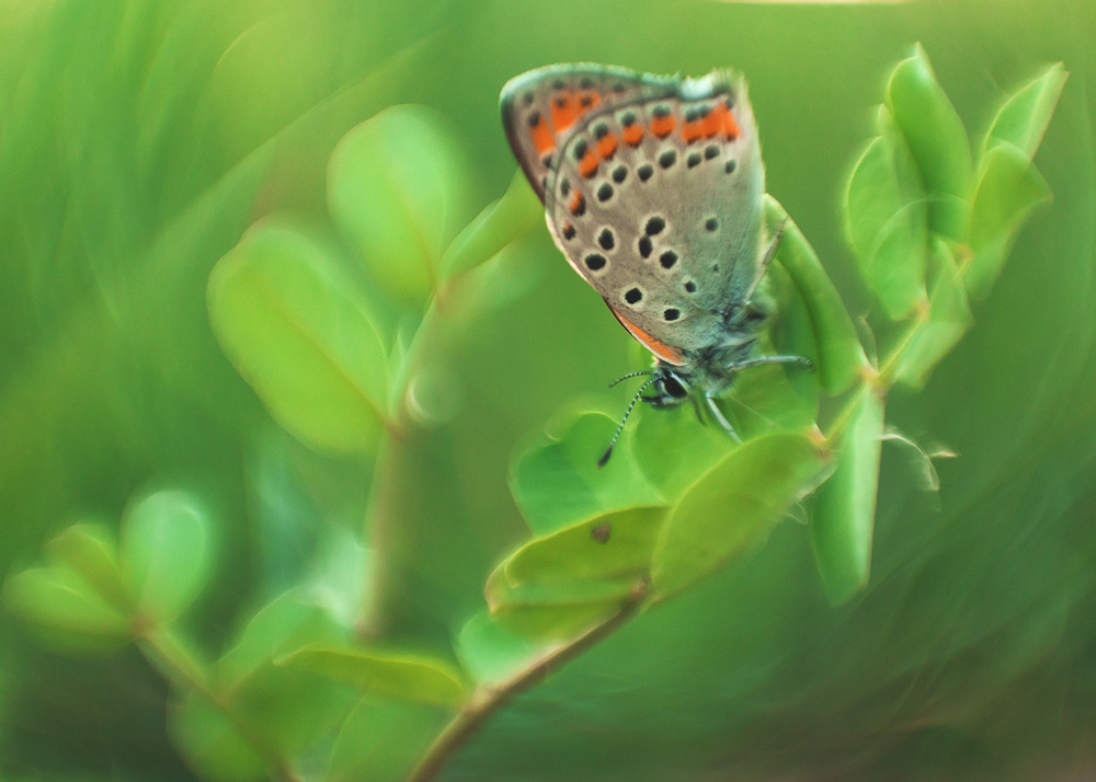 Фотографія *** / fotOgiros / photographers.ua