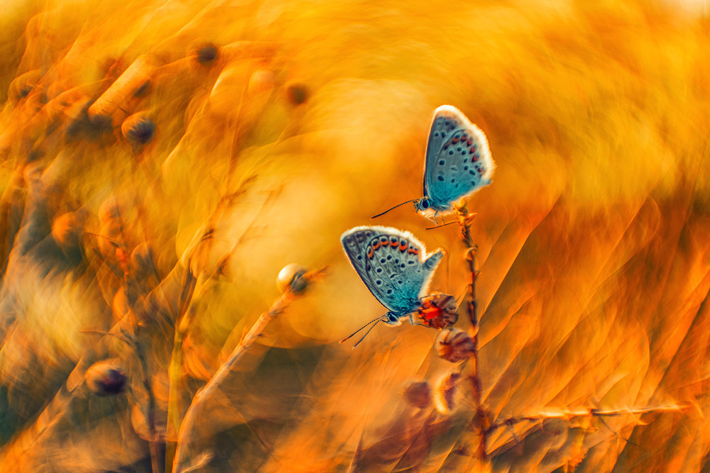Фотографія Две бабочки / fotOgiros / photographers.ua