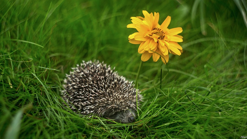 Фотографія Животные / Alex / photographers.ua