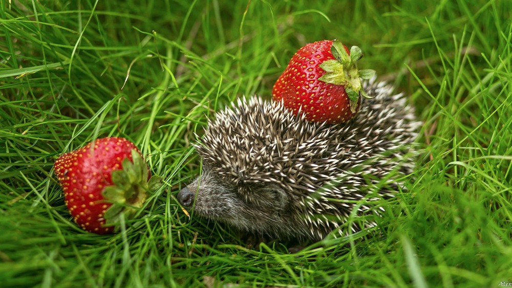 Фотографія Животные / Alex / photographers.ua