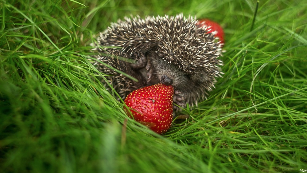 Фотографія Животные / Alex / photographers.ua