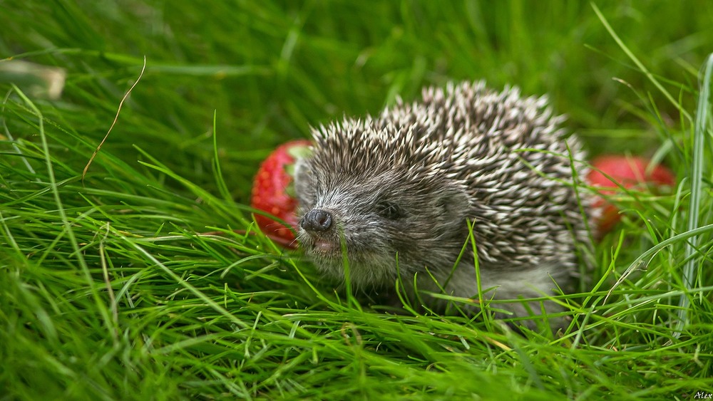 Фотографія Животные / Alex / photographers.ua