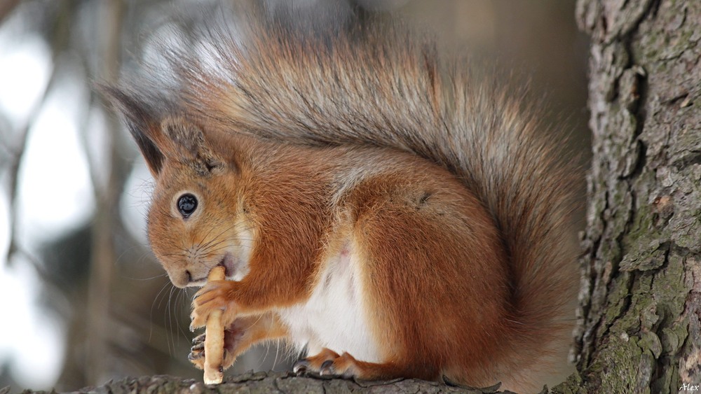 Фотографія Животные / Alex / photographers.ua