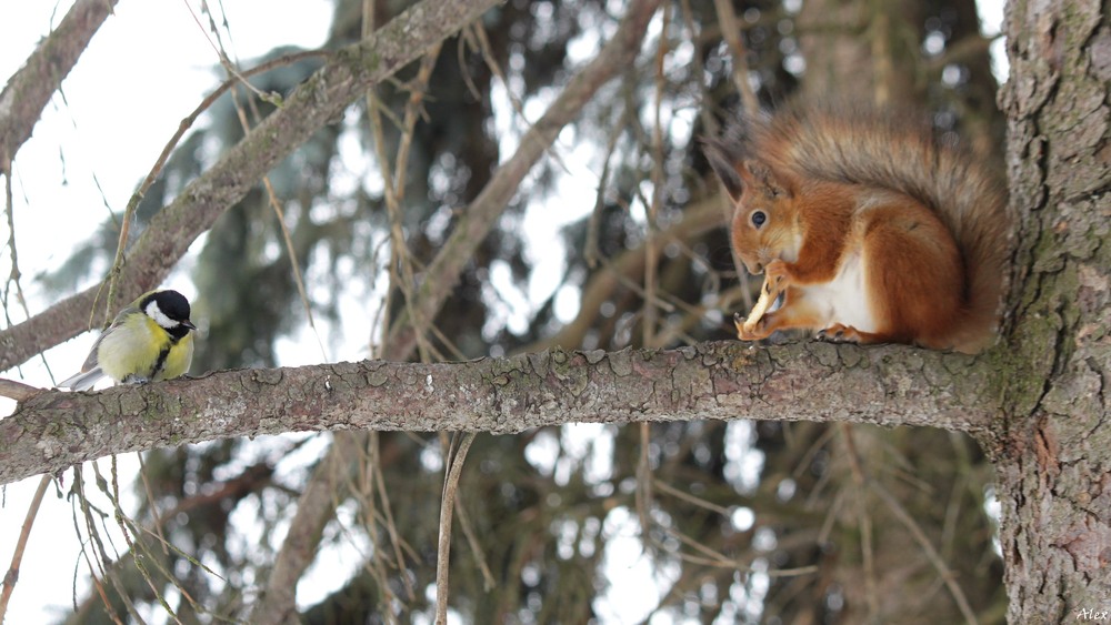 Фотографія Животные / Alex / photographers.ua