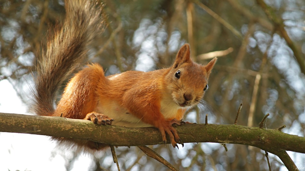 Фотографія Животные / Alex / photographers.ua