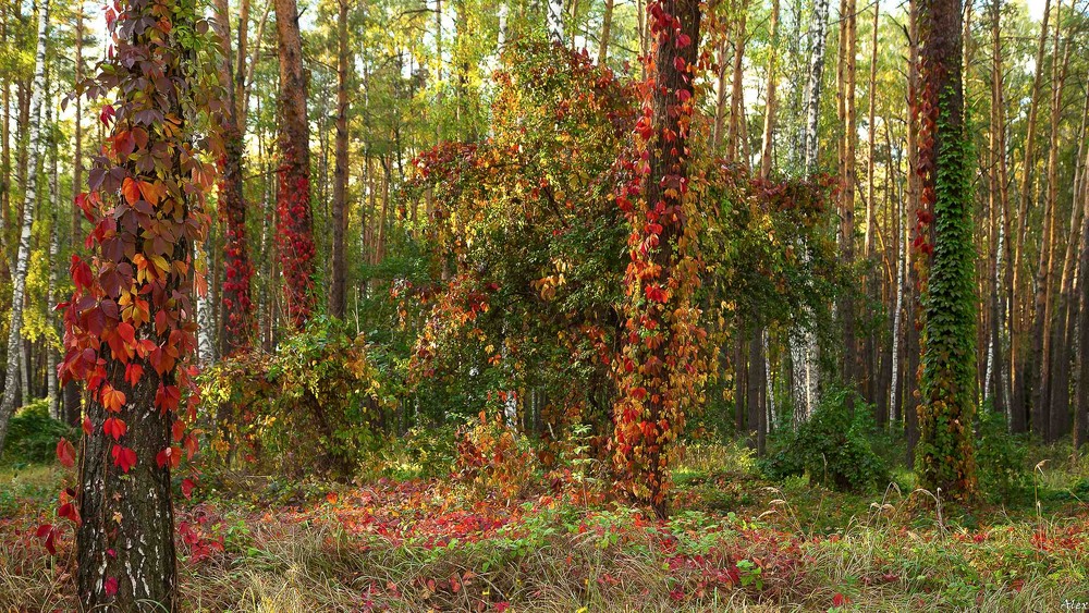 Фотографія Пейзаж / Alex / photographers.ua
