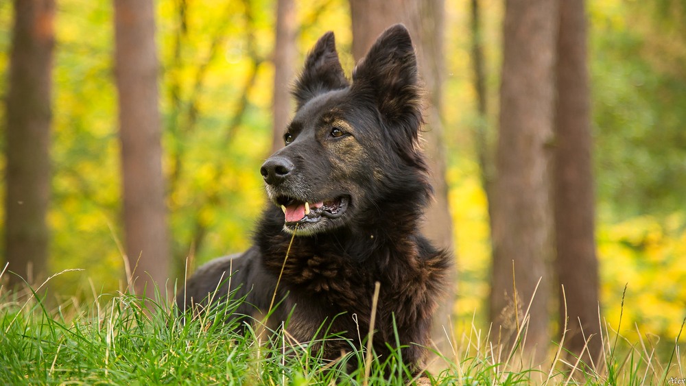Фотографія Животные / Alex / photographers.ua