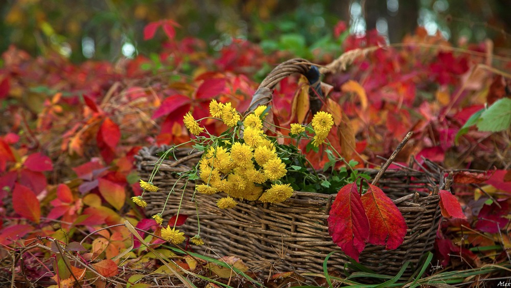 Фотографія Разное / Alex / photographers.ua