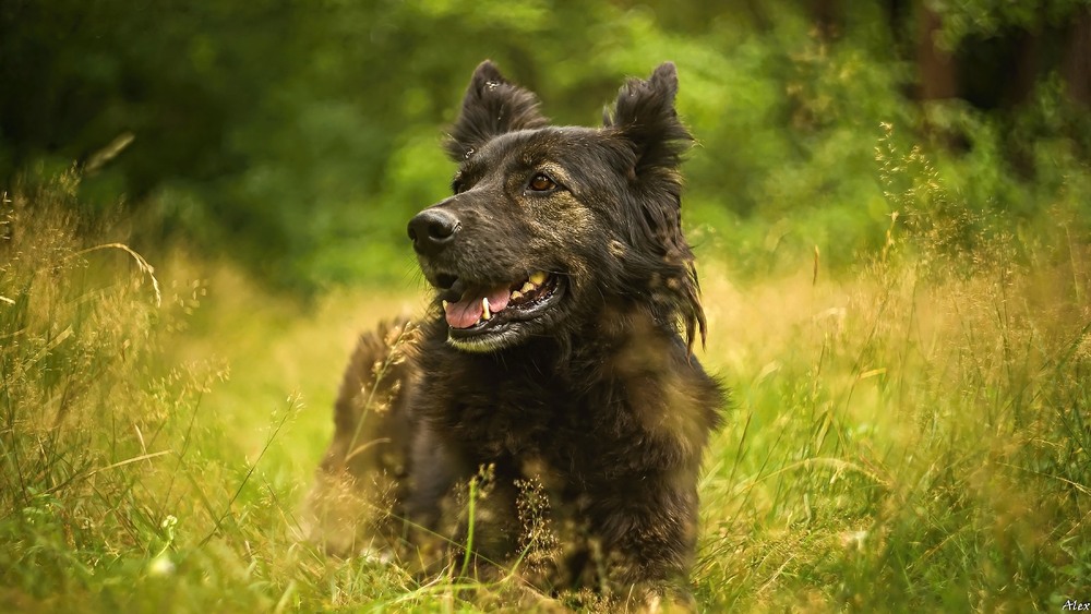 Фотографія Животные / Alex / photographers.ua