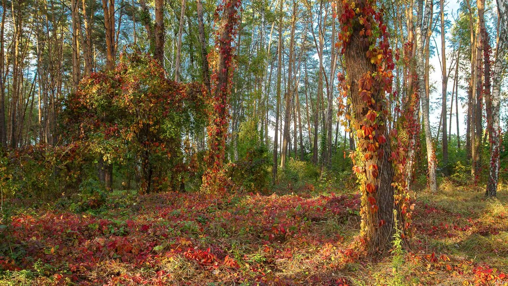 Фотографія Пейзаж / Alex / photographers.ua