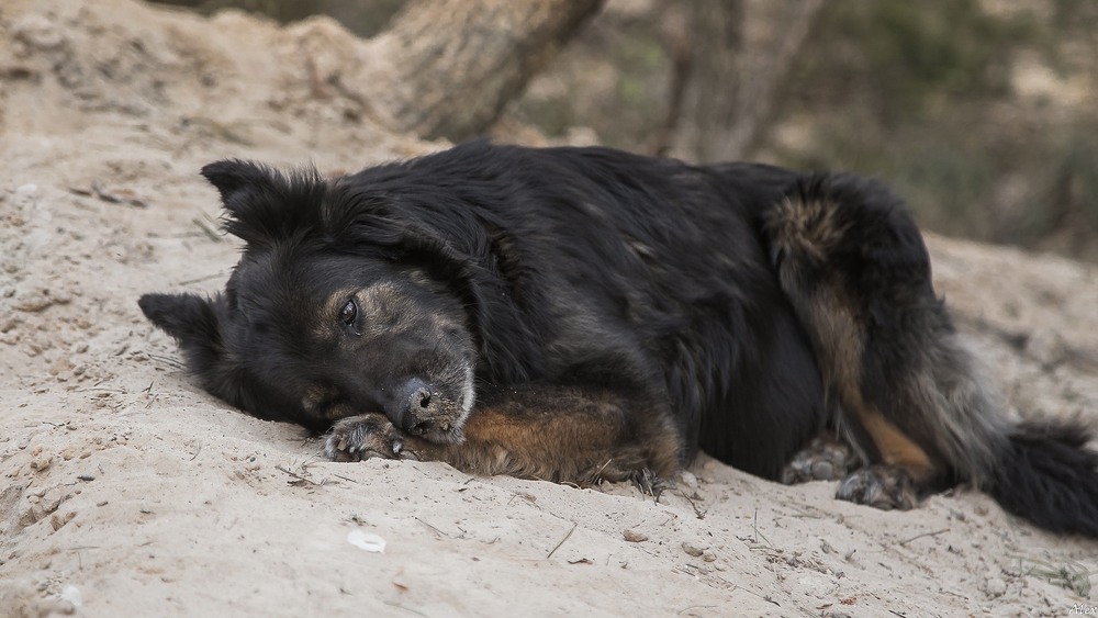 Фотографія Животные / Alex / photographers.ua
