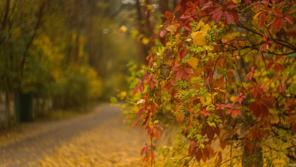 Фотографія Разное / Alex / photographers.ua