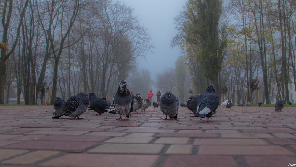 Фотографія В дозорі / Alex / photographers.ua