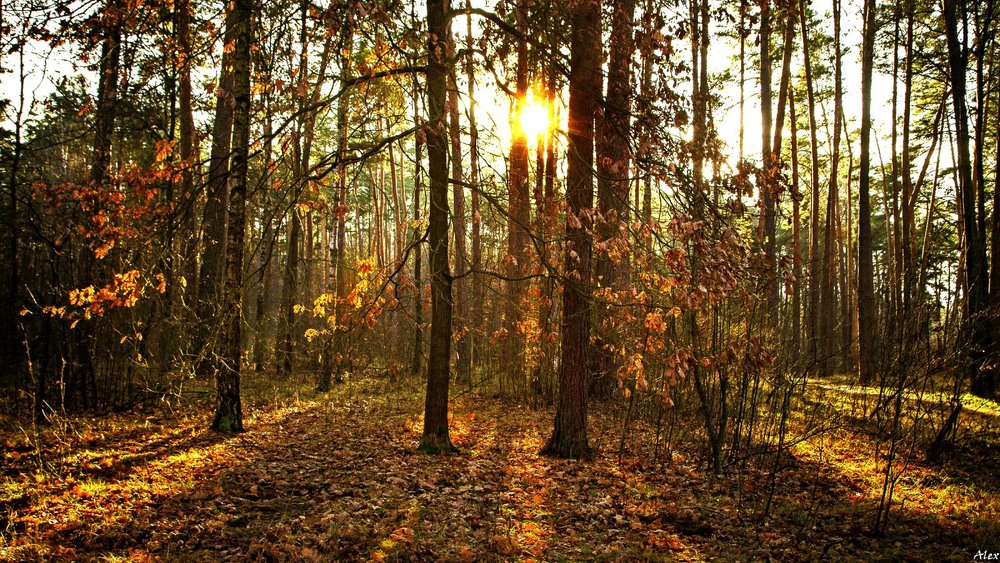 Фотографія Пейзаж / Alex / photographers.ua