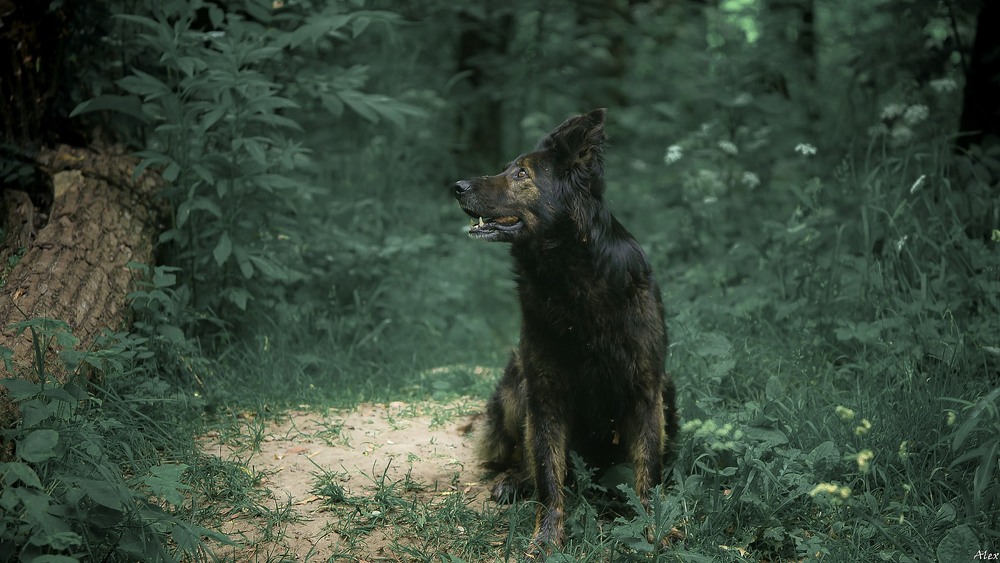 Фотографія Животные / Alex / photographers.ua